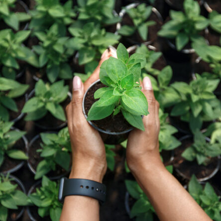 Climate Change Adaptation and Mitigation